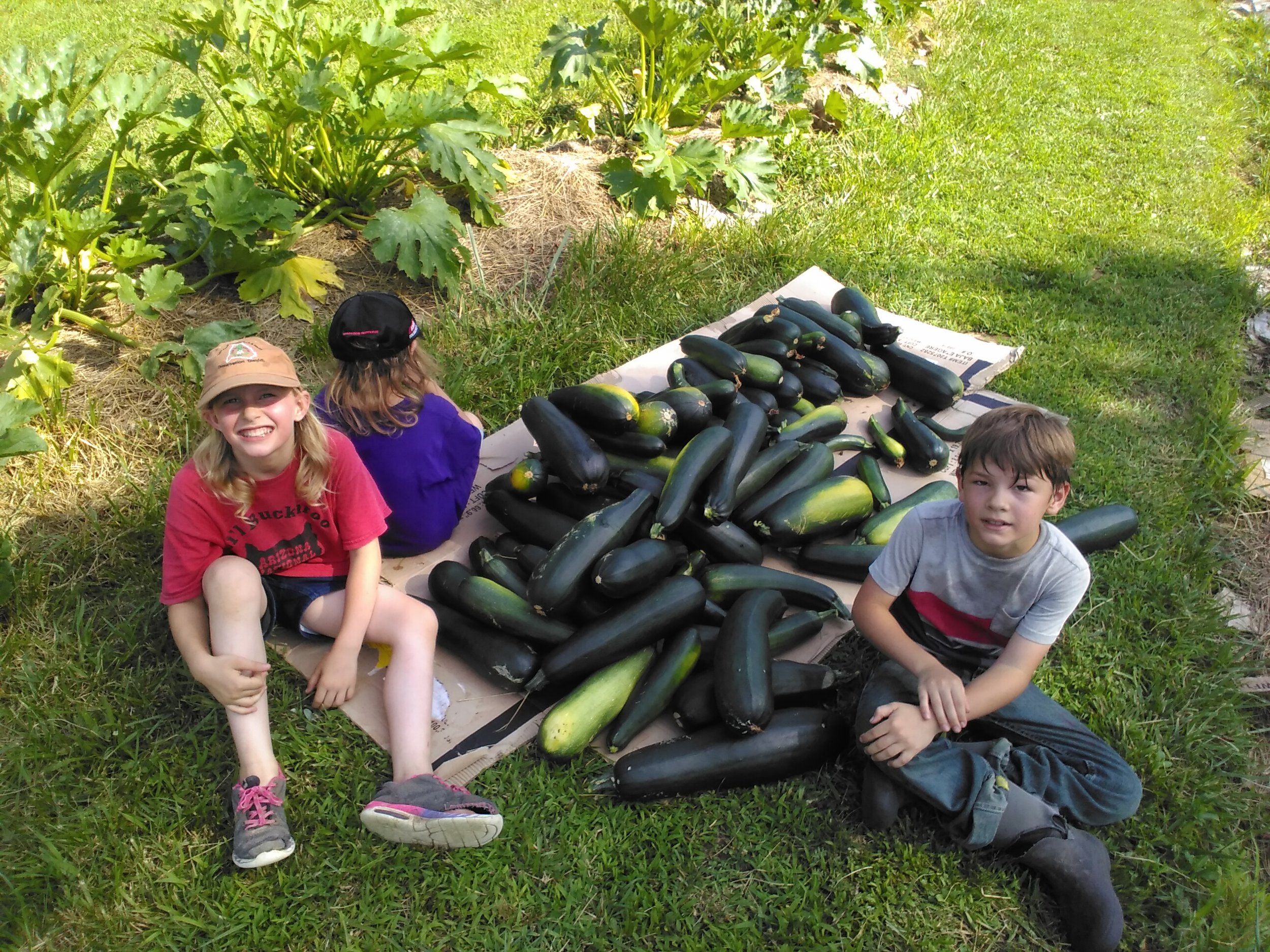 zucchini harvest with the littles.