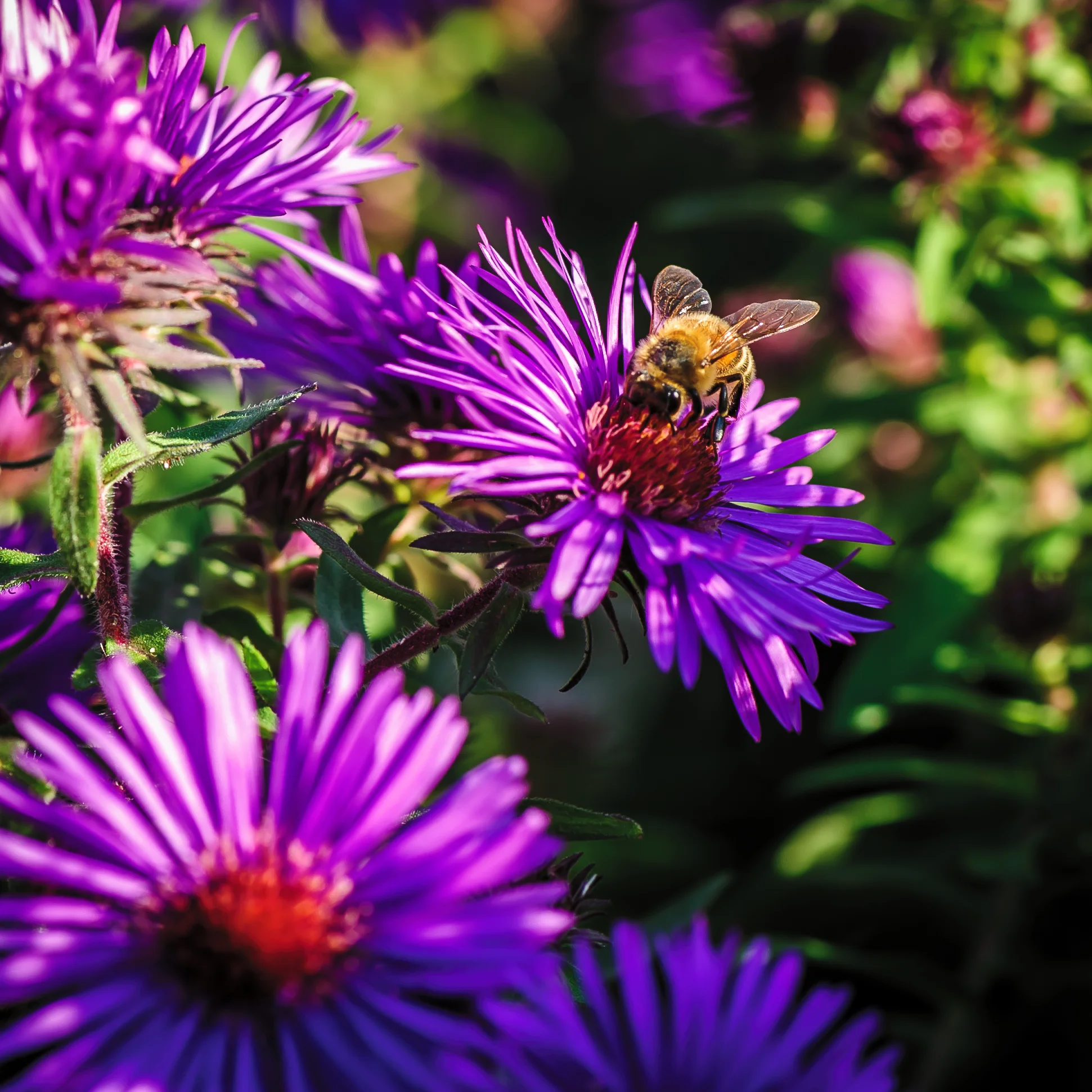 Purple Aster