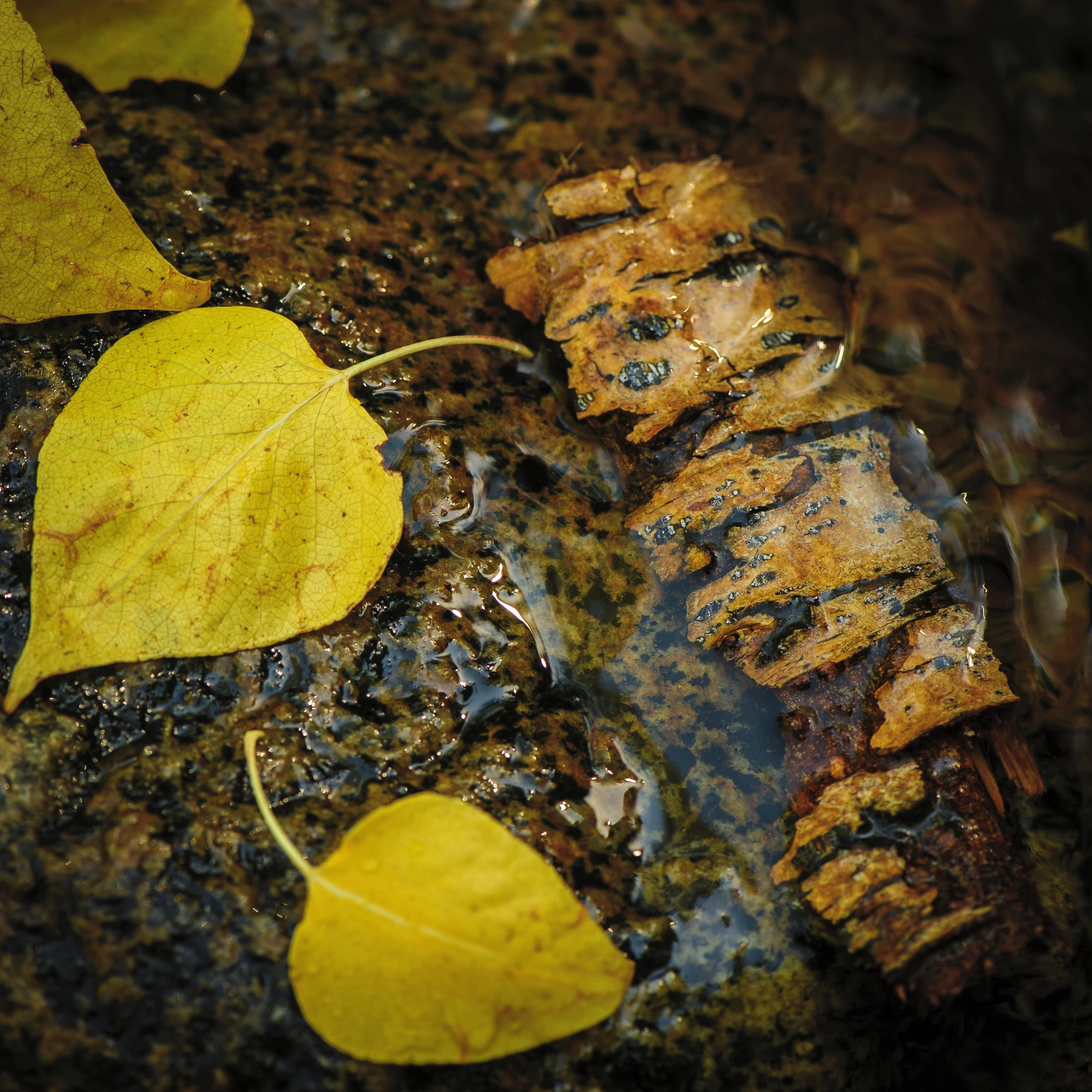 Aspen Leaf in Fall-1.jpg