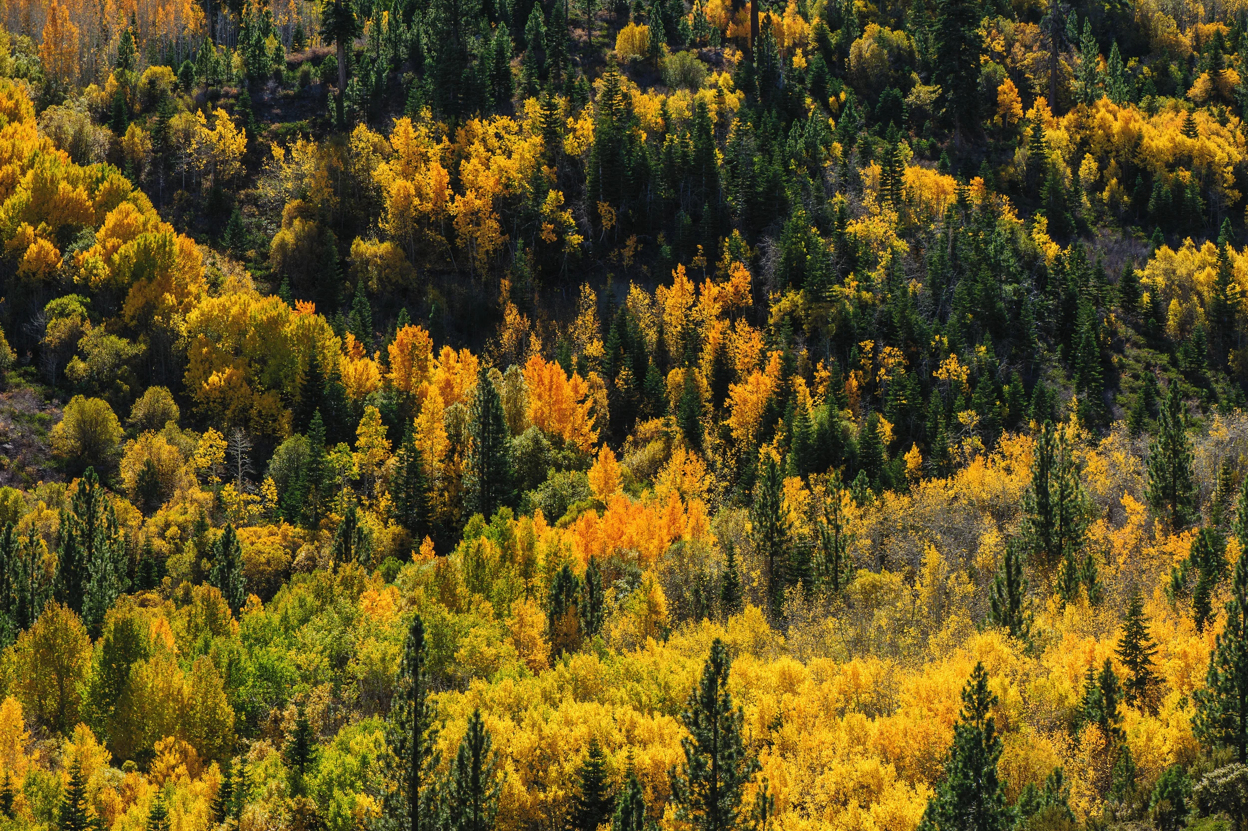Fall Aspens-1.jpg