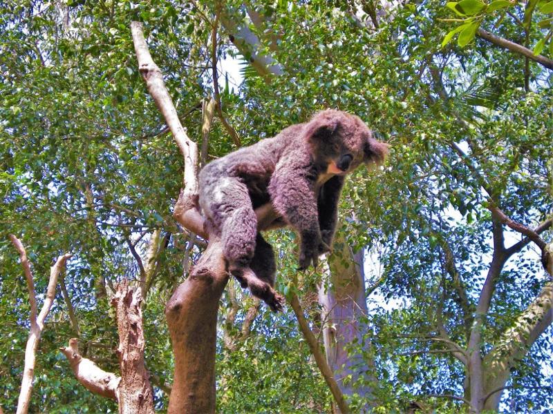 Featherdale Wildlife Park