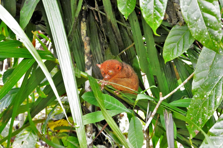 endangered Tarsier