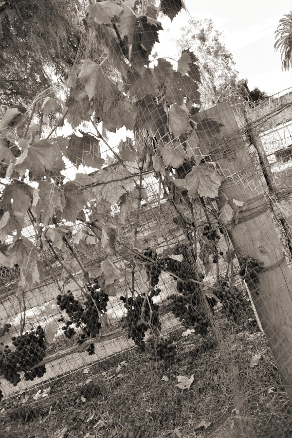 grapes