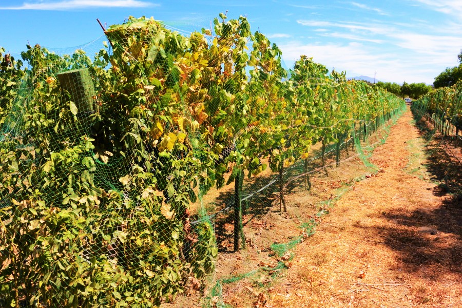 grape vines