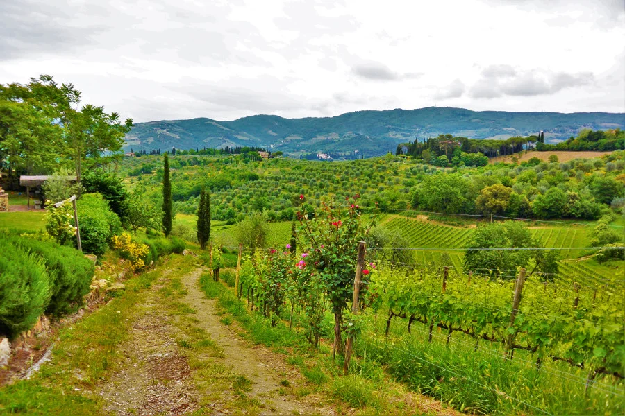 green hills under the Tuscan sun