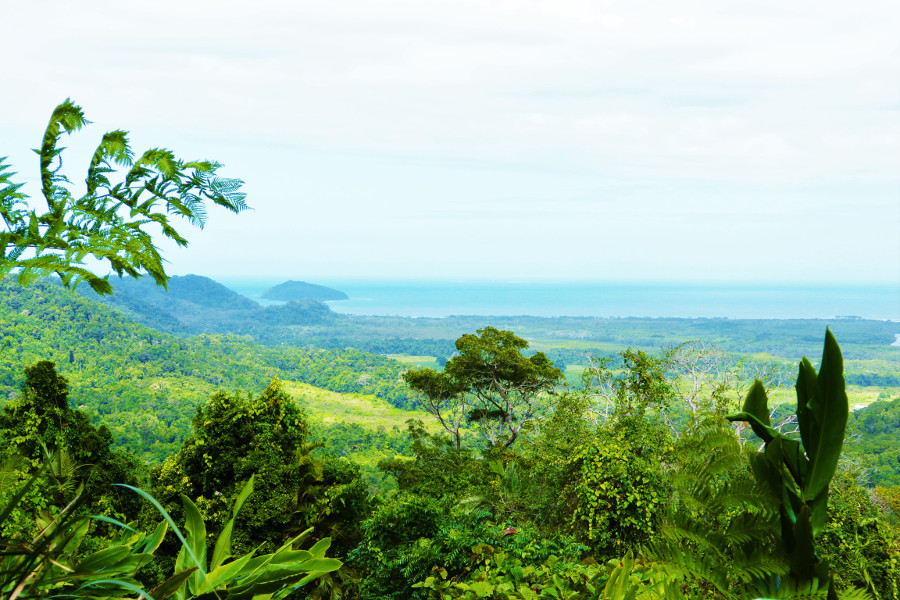 rainforest
