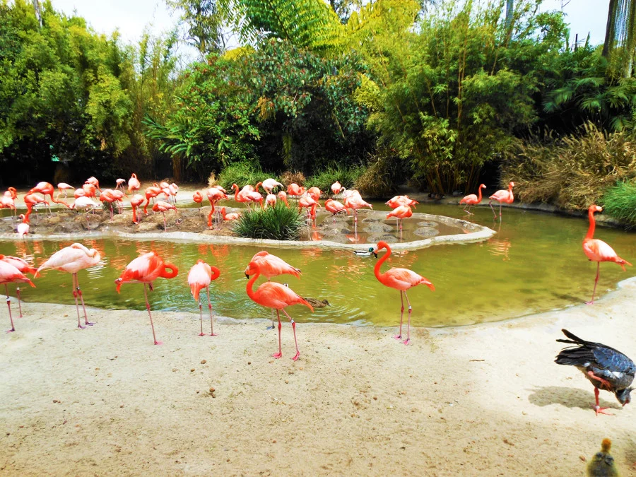 flamingo
