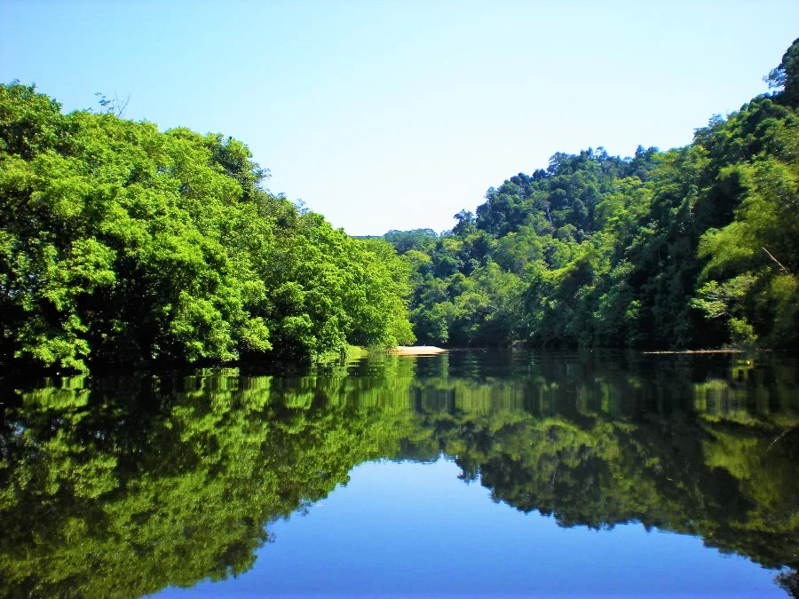 rainforest