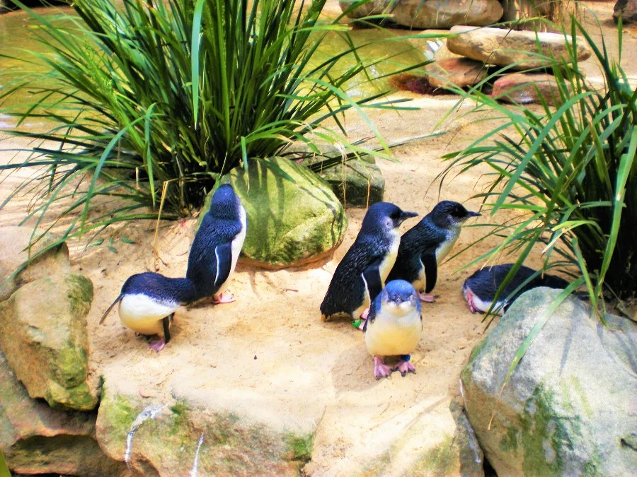 Featherdale Wildlife Park