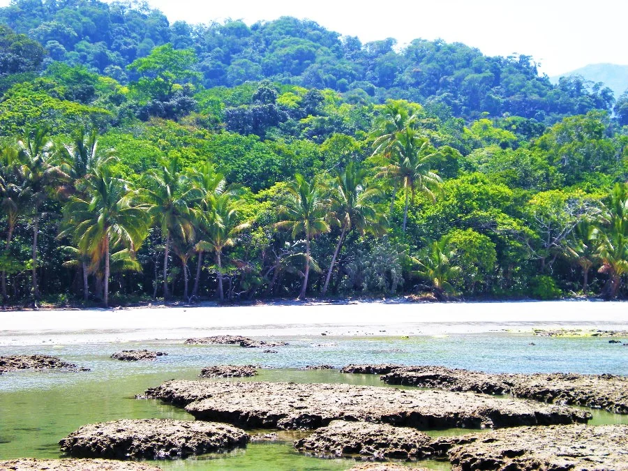 tropical