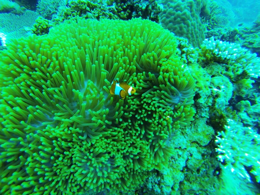 clown fish