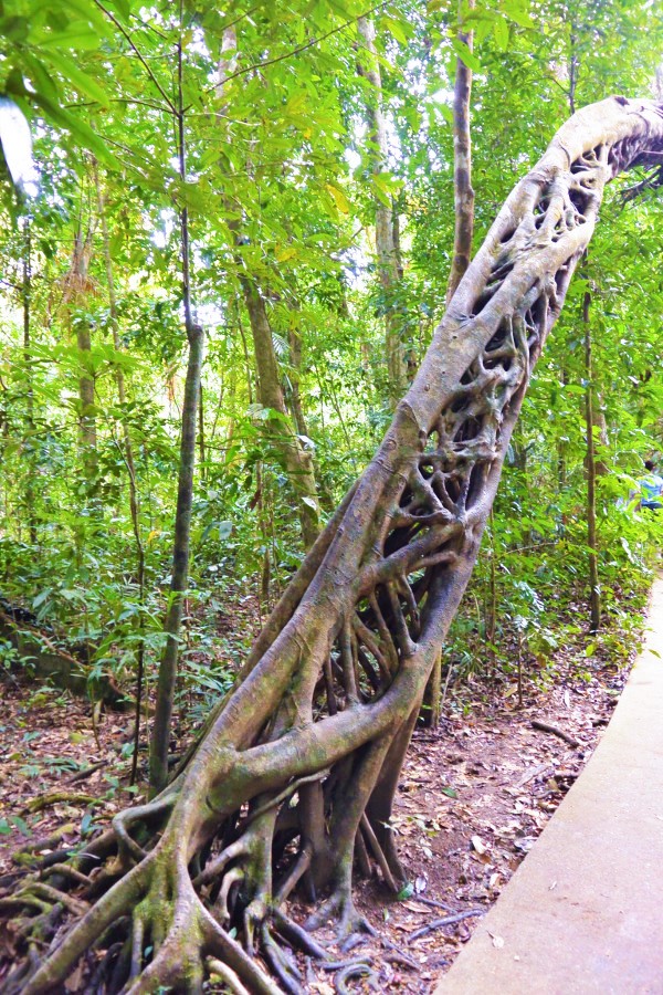 Daintree Forest