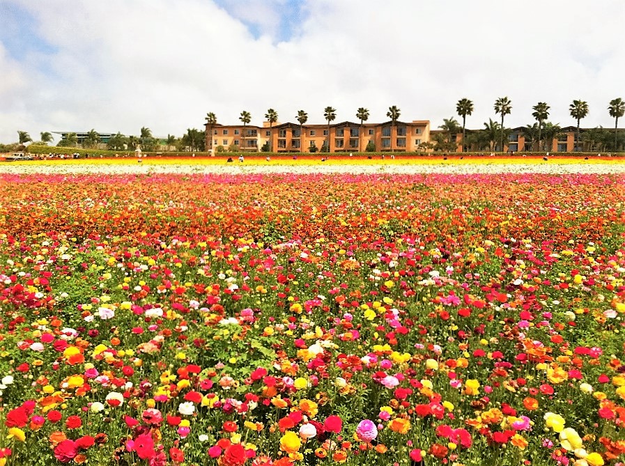 flower fields