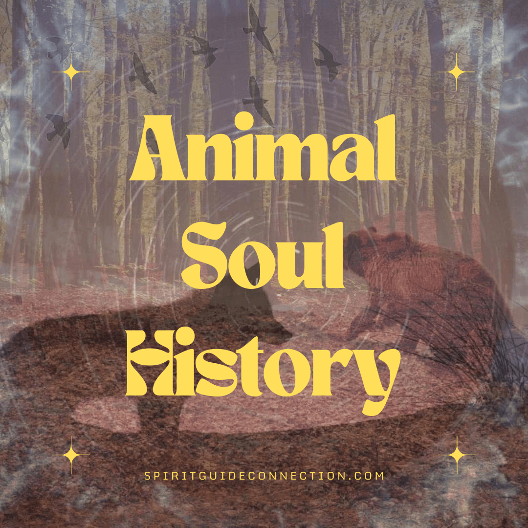 A wolf and bear cross paths in a forest with black birds flying over with text overlay Animal Soul History