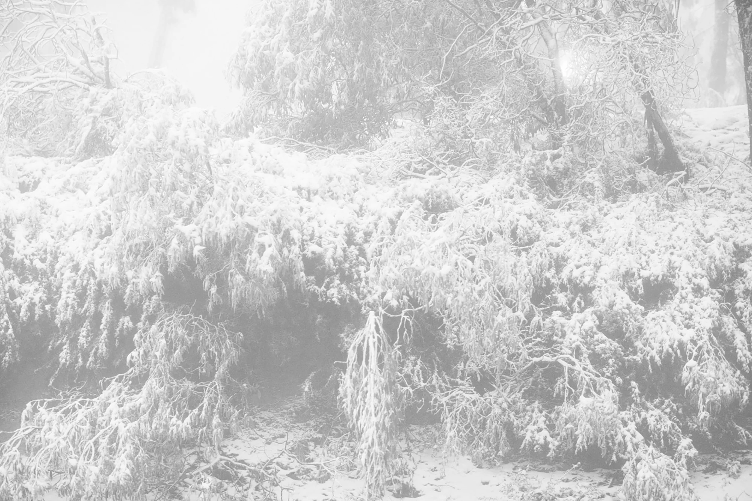 _10A8464-Edit-2 copy.jpg