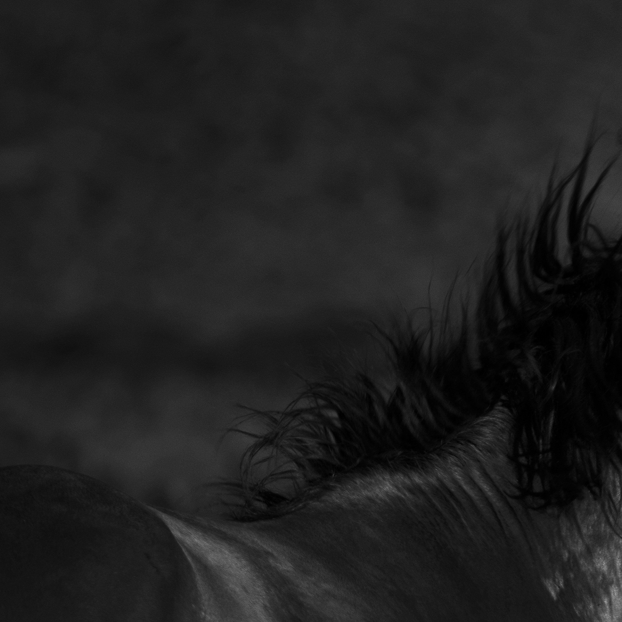 BRUMBY05.jpg
