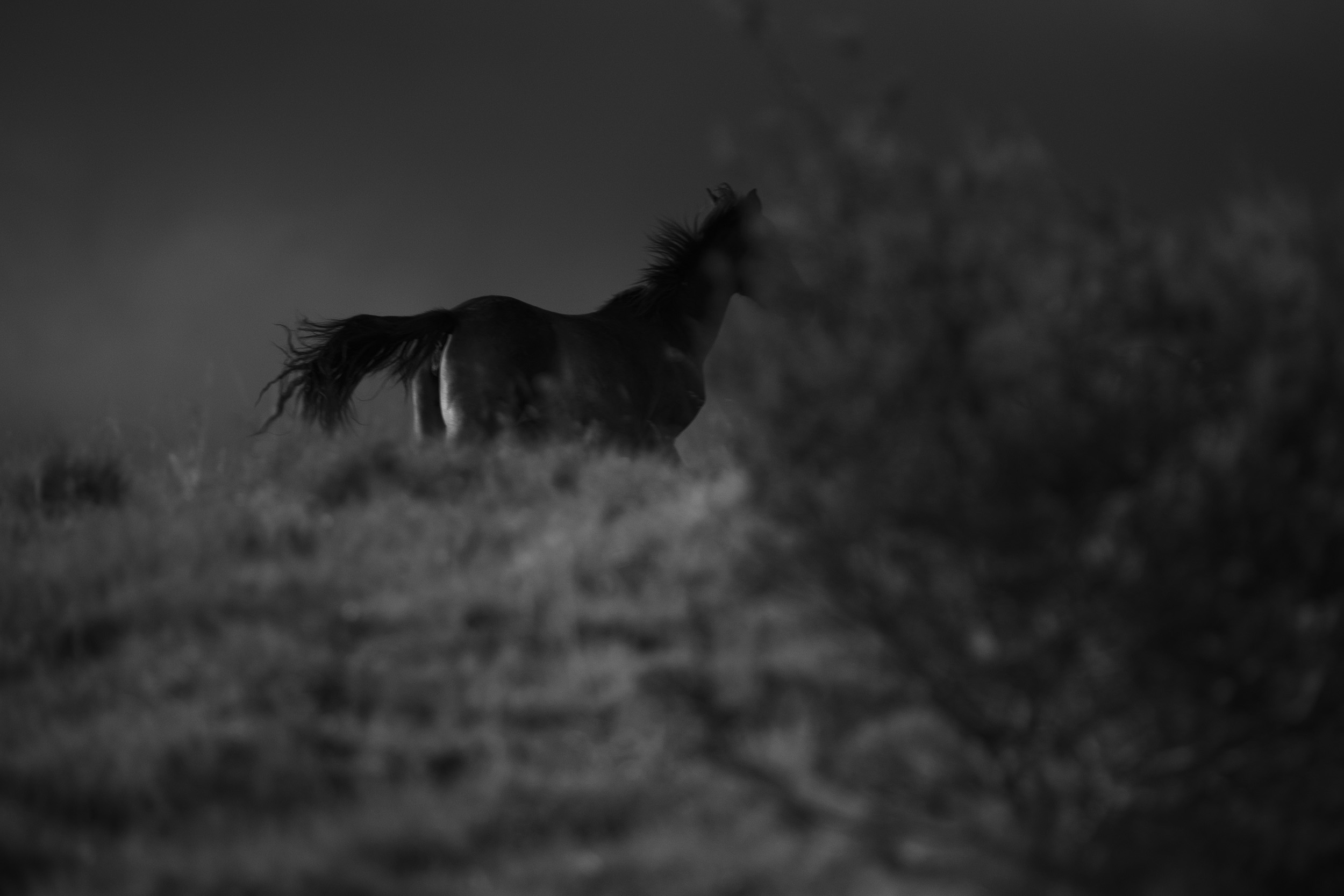 BRUMBY07.jpg