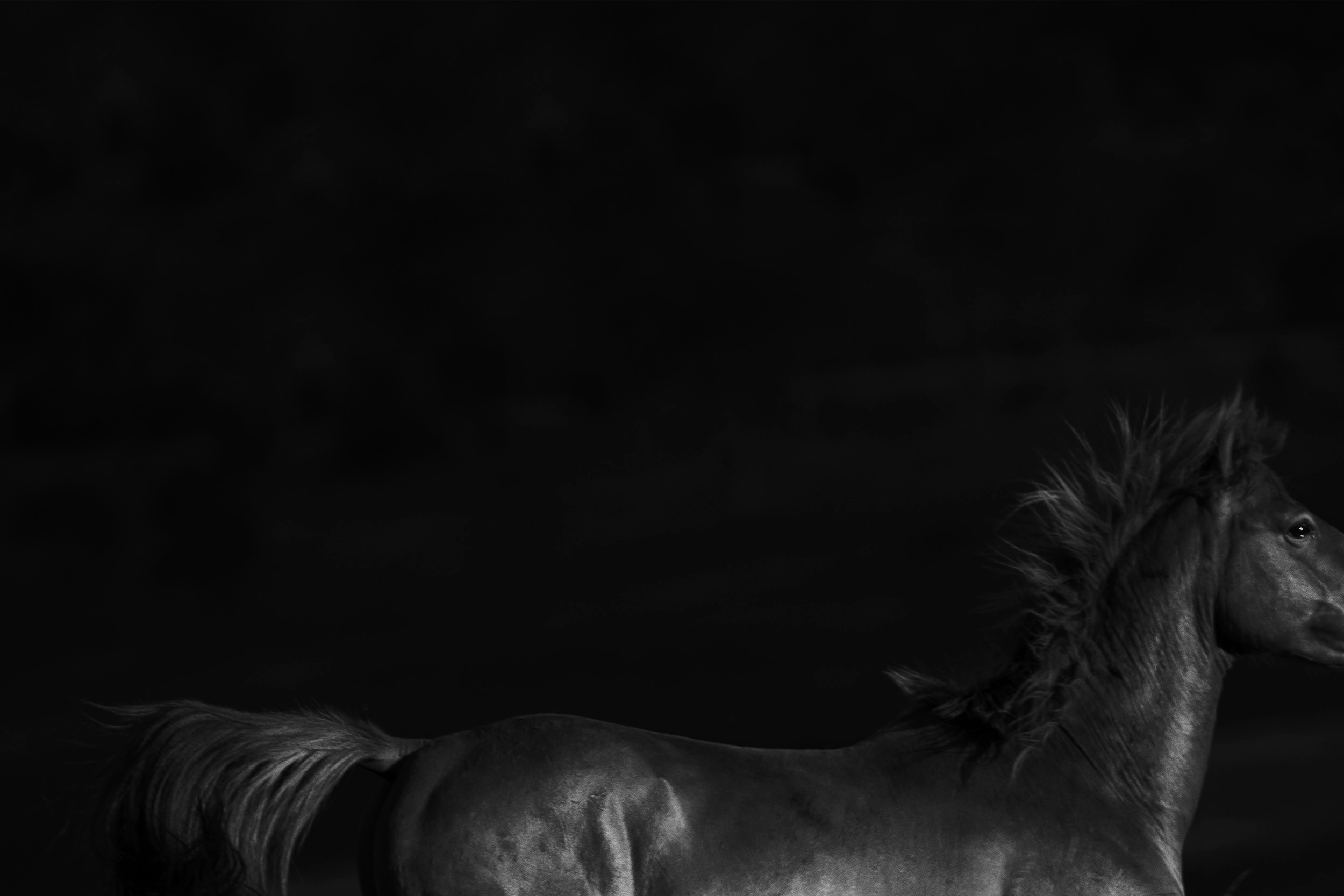 BRUMBY12.jpg