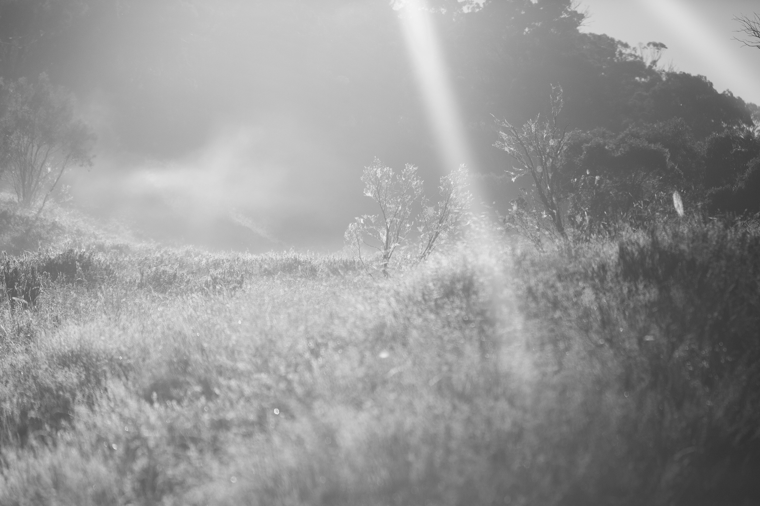 BRUMBY11.jpg