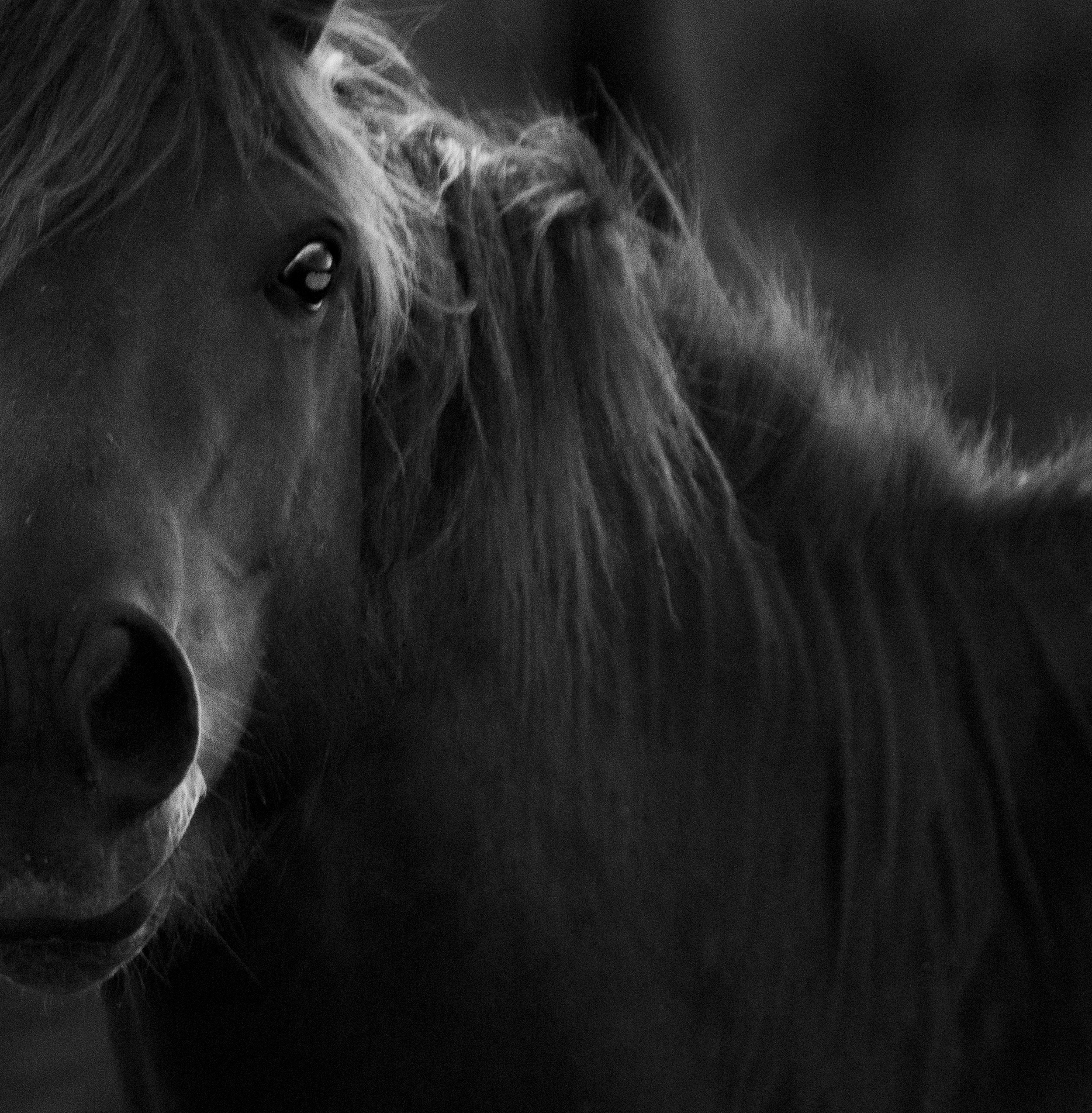 BRUMBY13.jpg