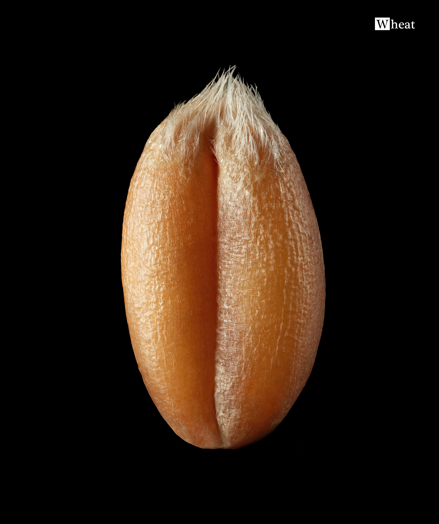 Wheat seed. Macro photography