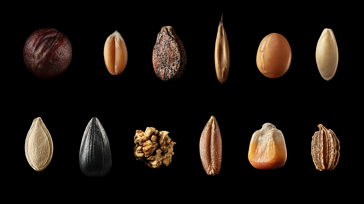 Macro seeds