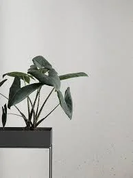 Ferm-Living-plant-stand-black-swedish-house-at-home.jpeg