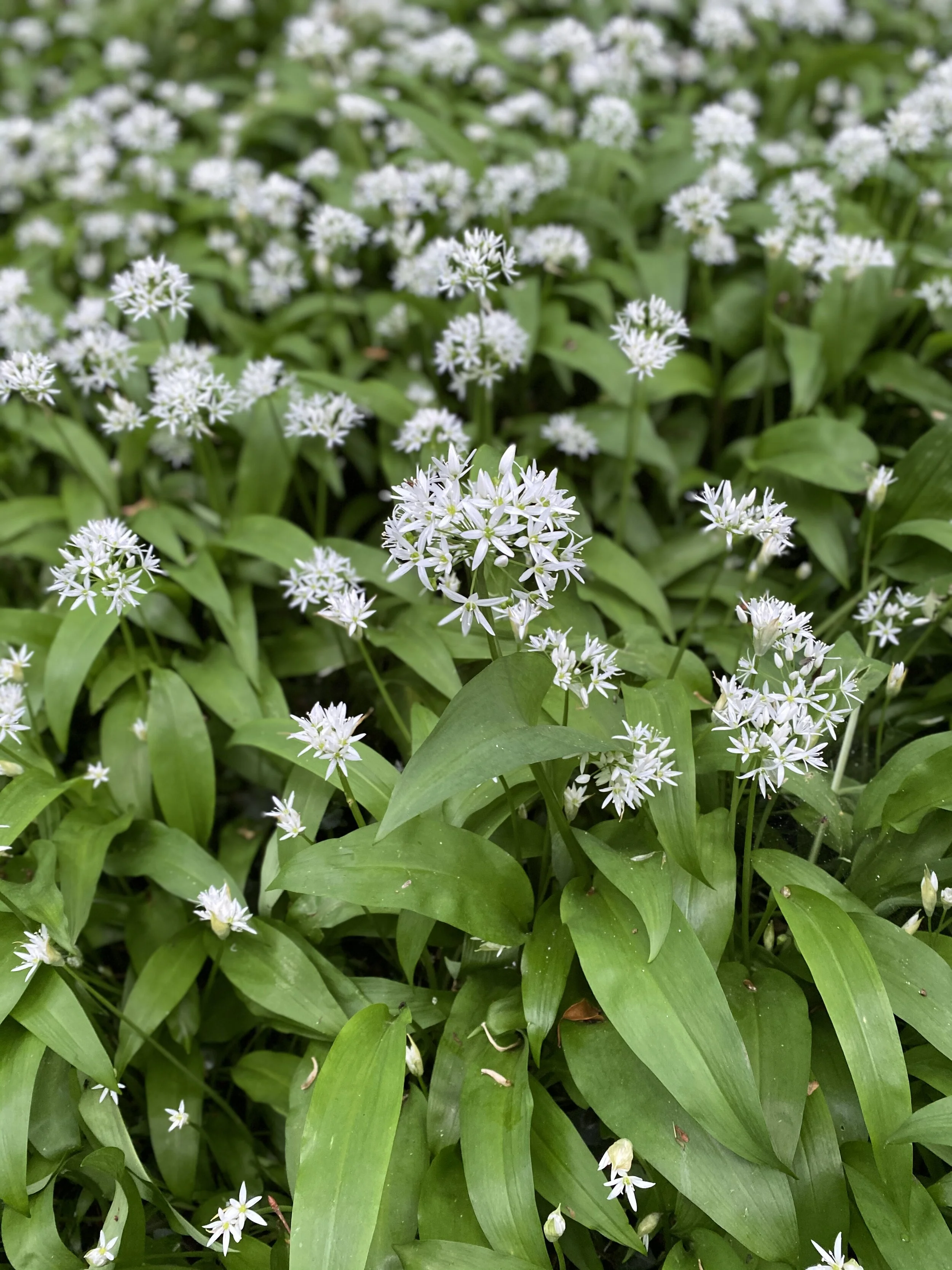 Cooking in time of Lockdown - Nr 2  Wild Garlic Pesto