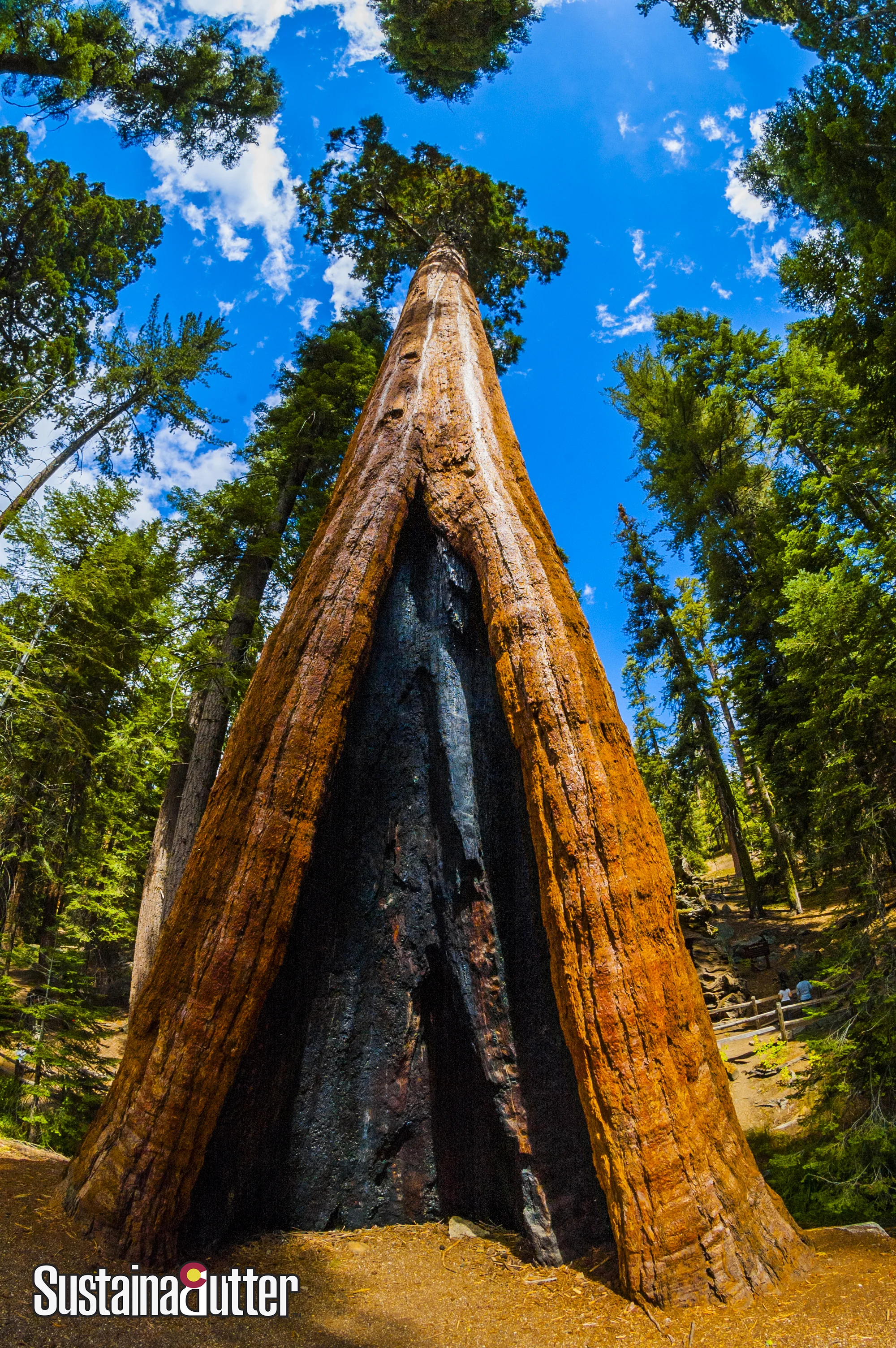 Sequioa Near Grant Grove
