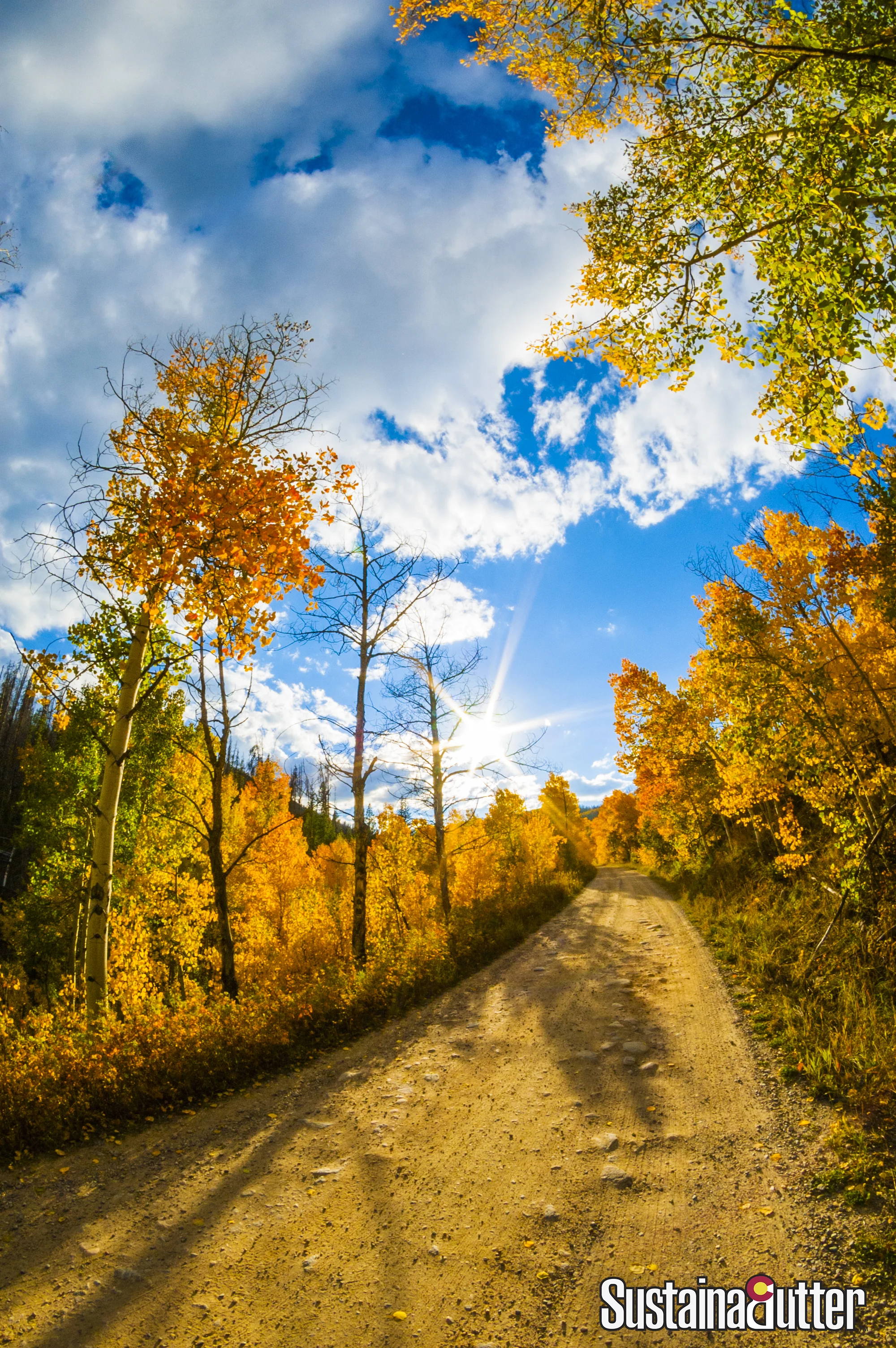 Silverthorne Road Autumn Vertical