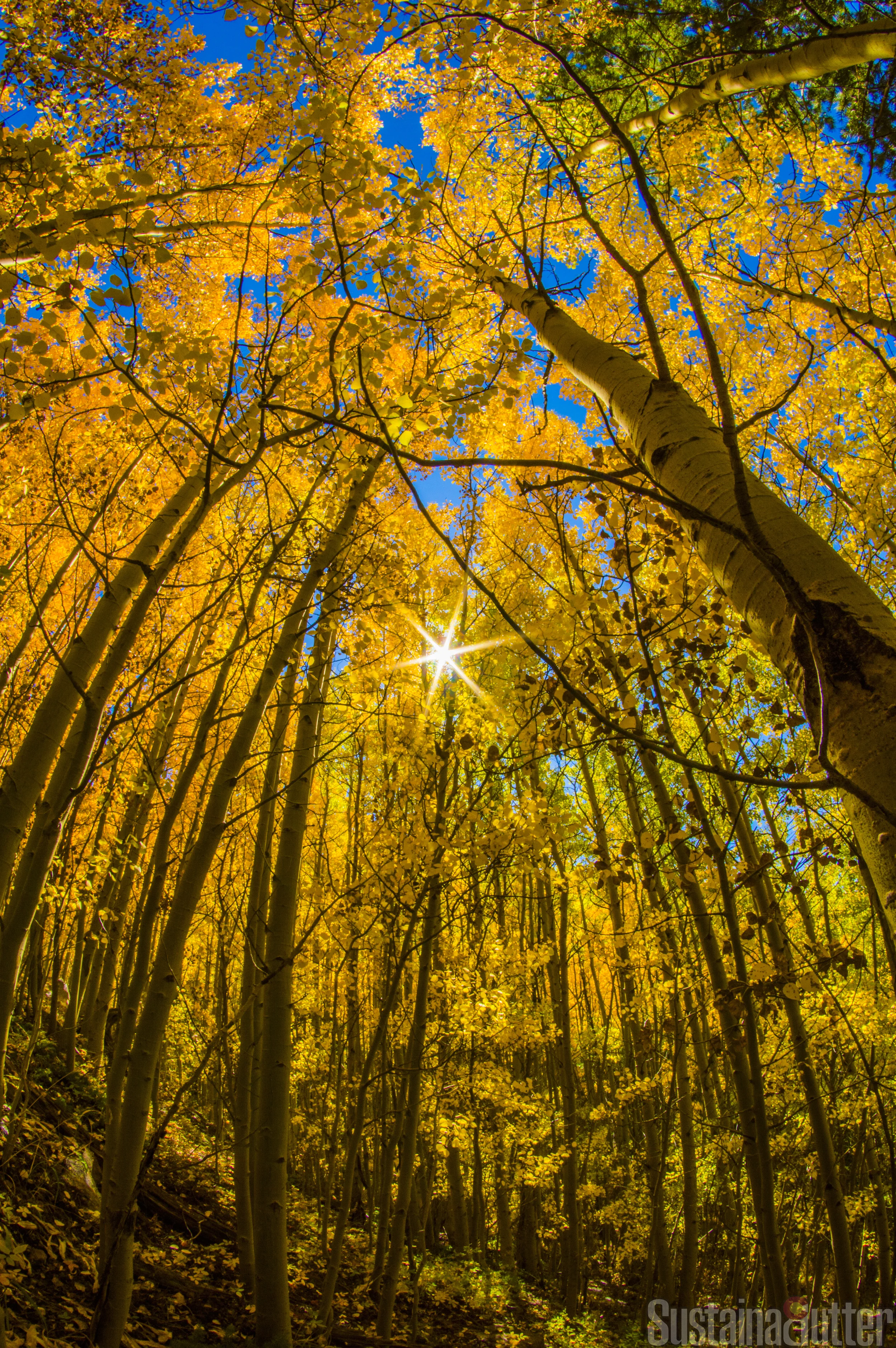More ASpen low res.jpg