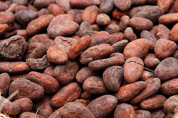 Raw Cacao Bean