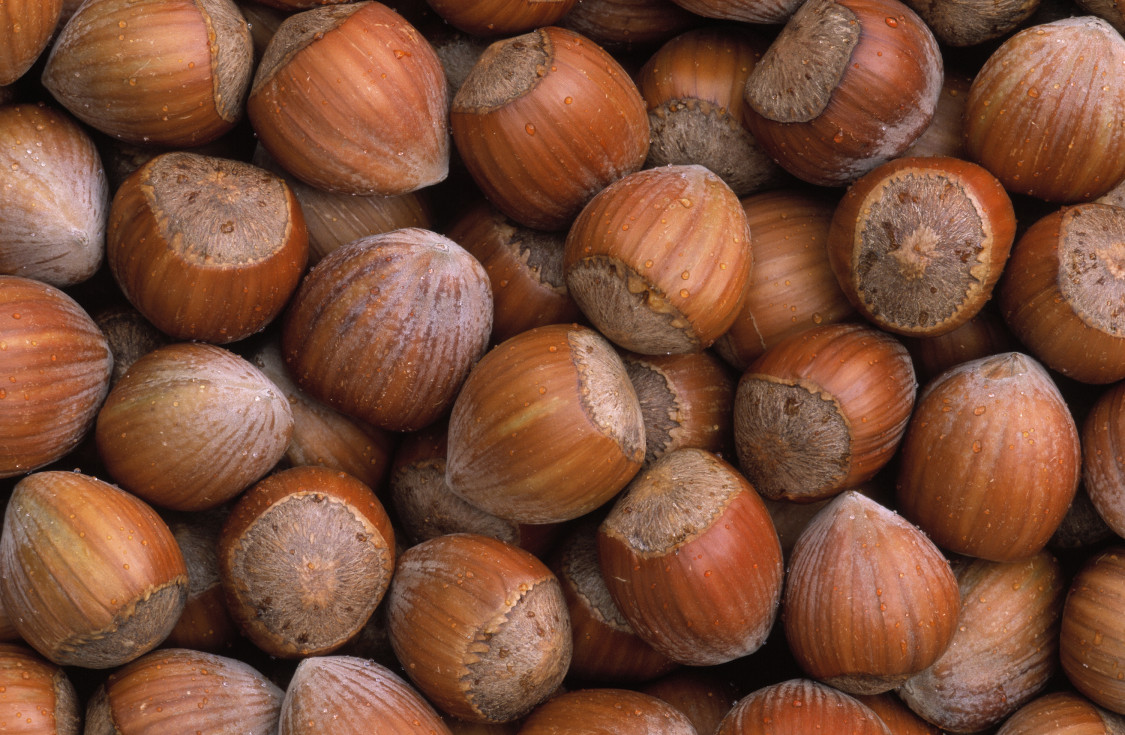 Raw Hazelnuts