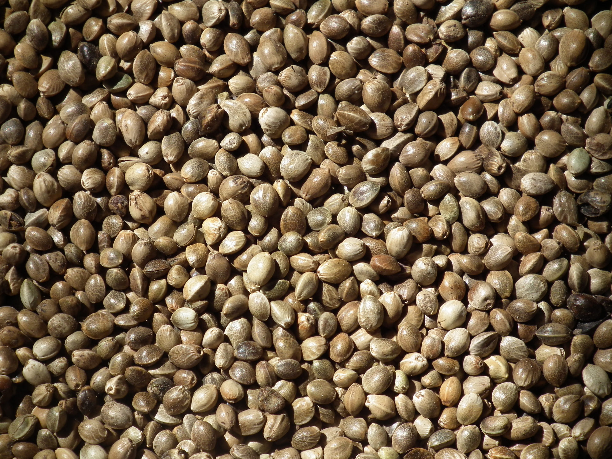 Raw Hemp Seeds