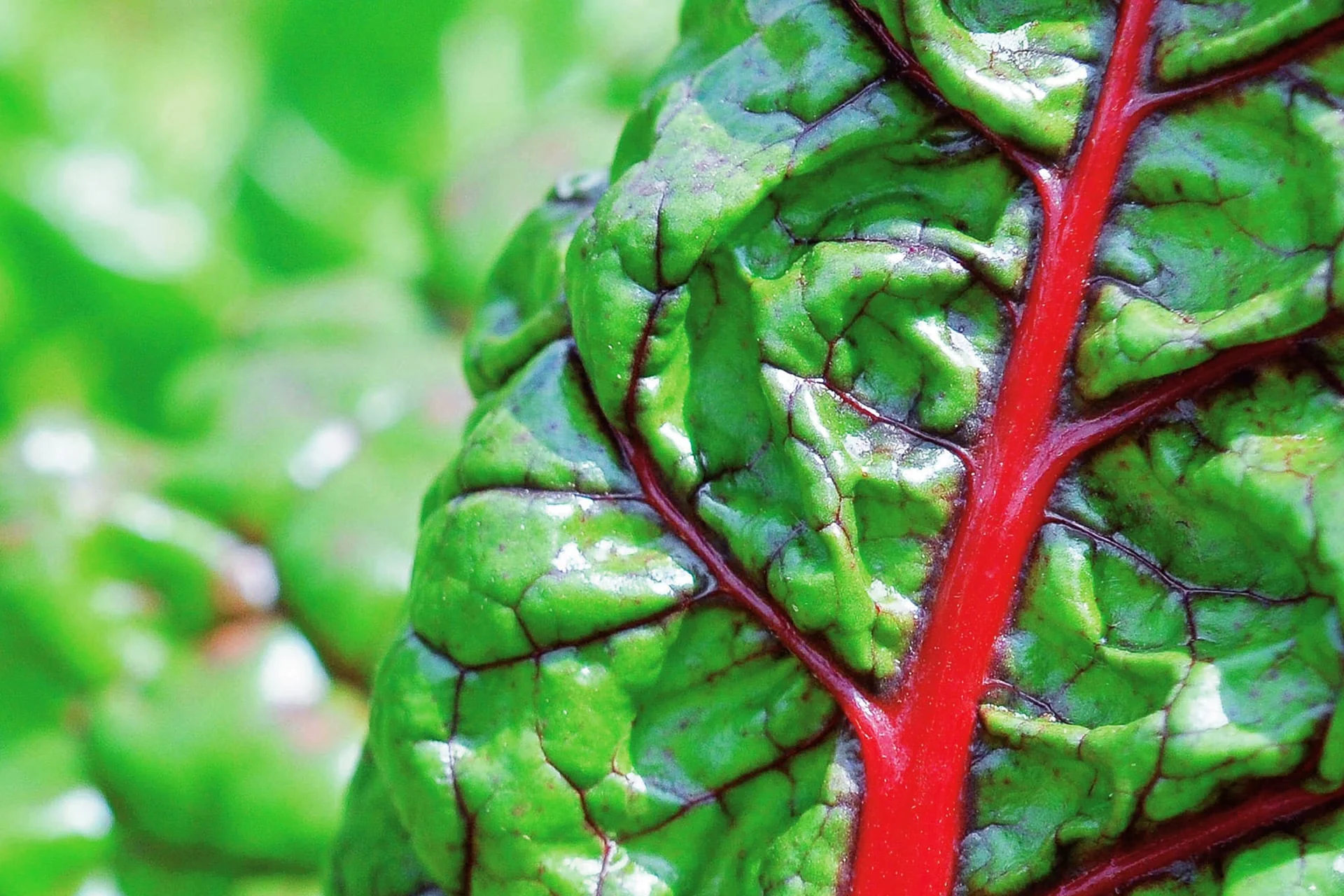 Zanella al BIOFACH 2016