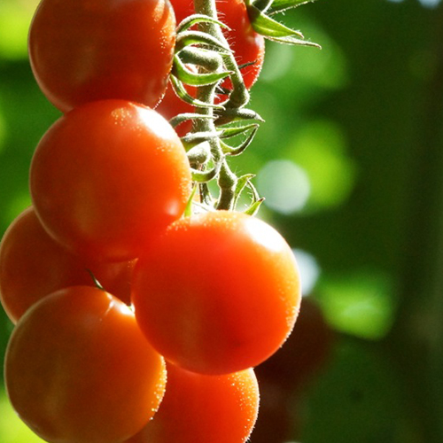 Pomodoro-bio-ricetta-Crackers-Mediterranei-Zanella-Bio.jpg