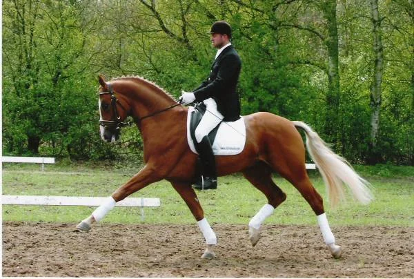 Stallion Gracieu v/h Dennenbos