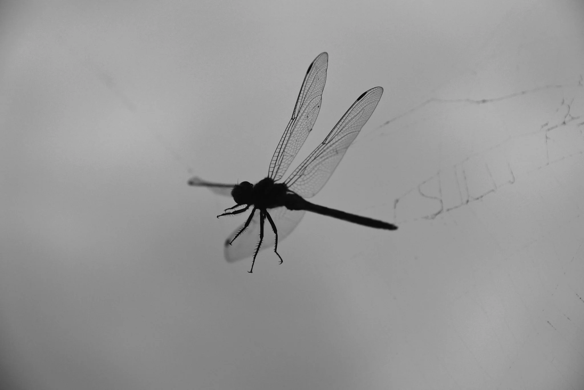 거미줄에 걸린 잠자리