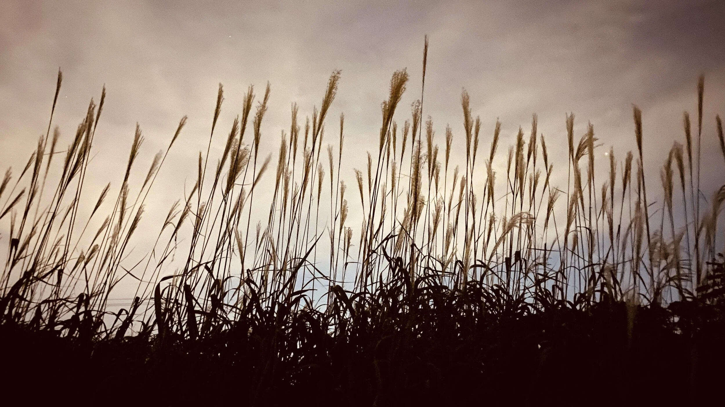 [종교] 상한 갈대를 꺾지 않으시는 하나님