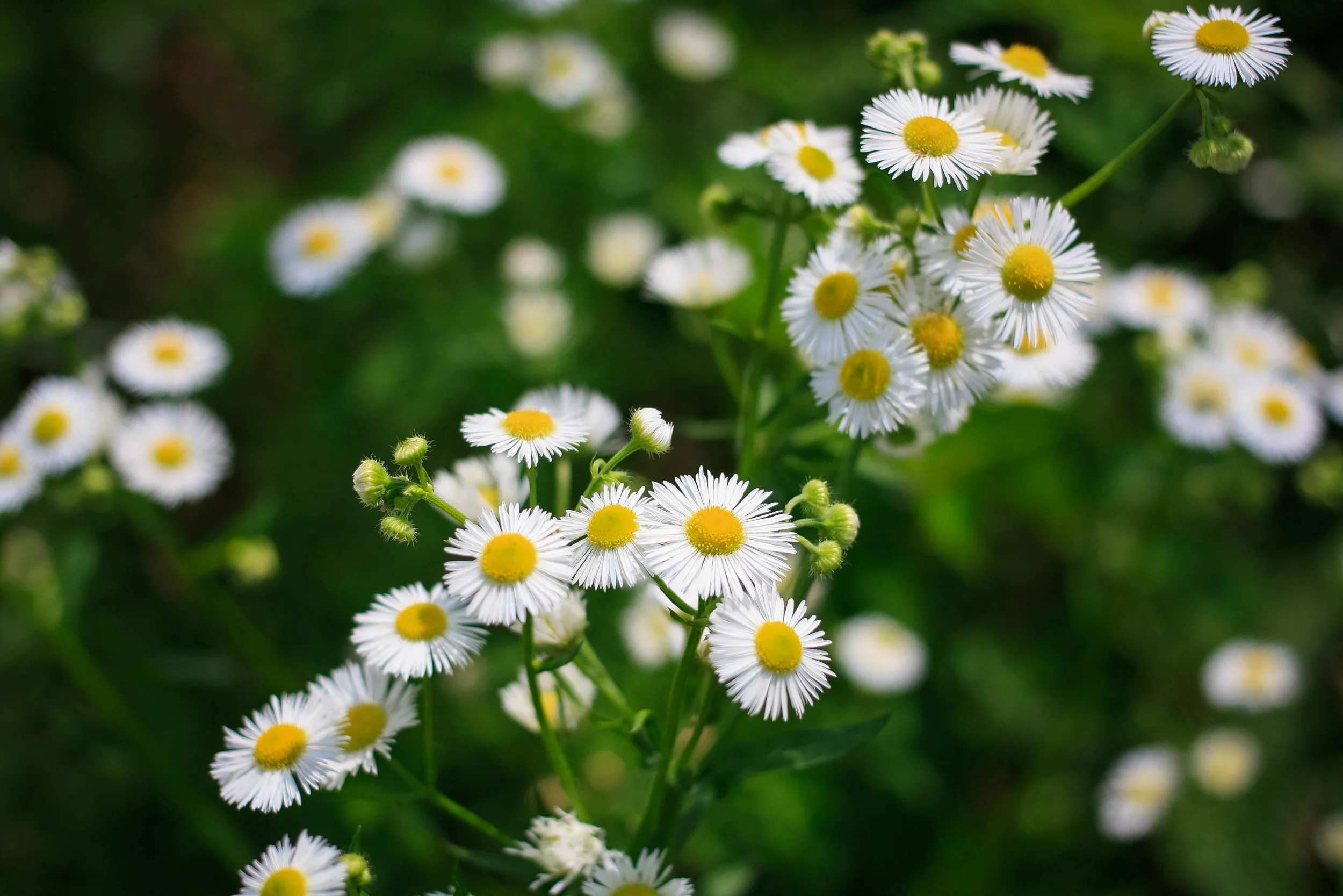daisies.jpg