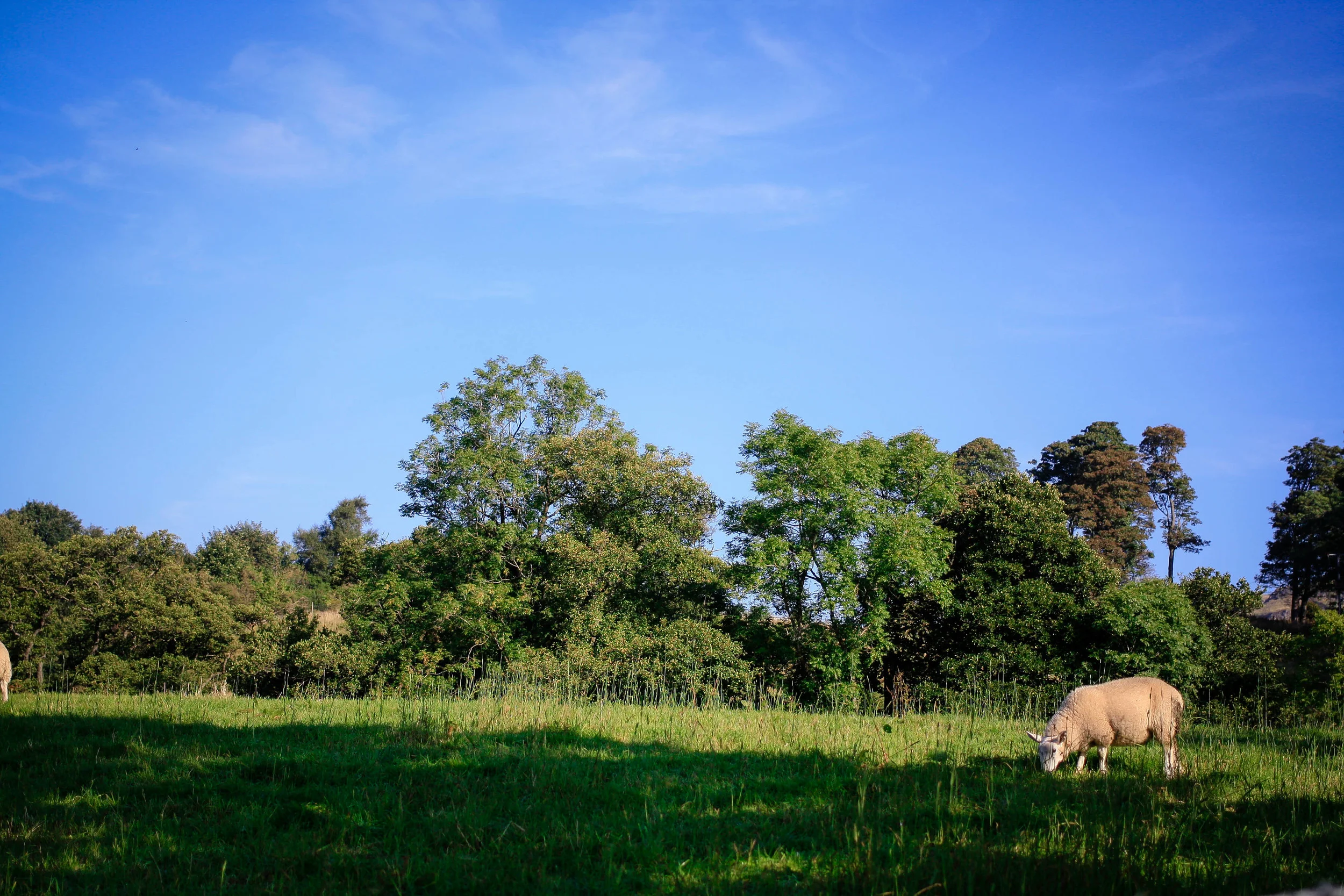 scottishsheep.jpg