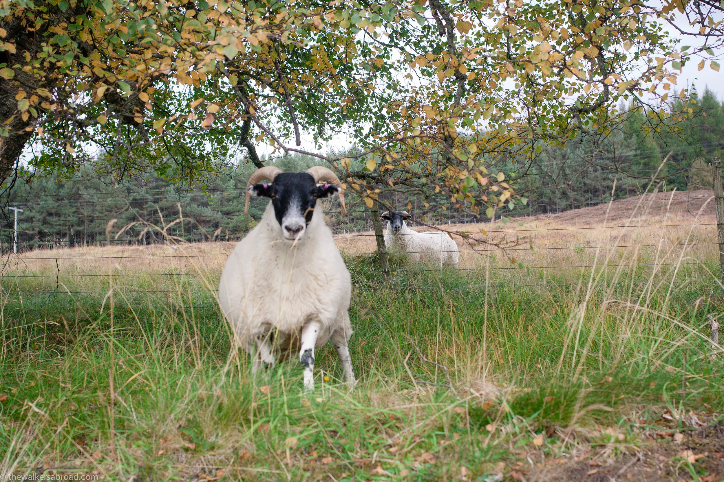 More sheep on the lam. 