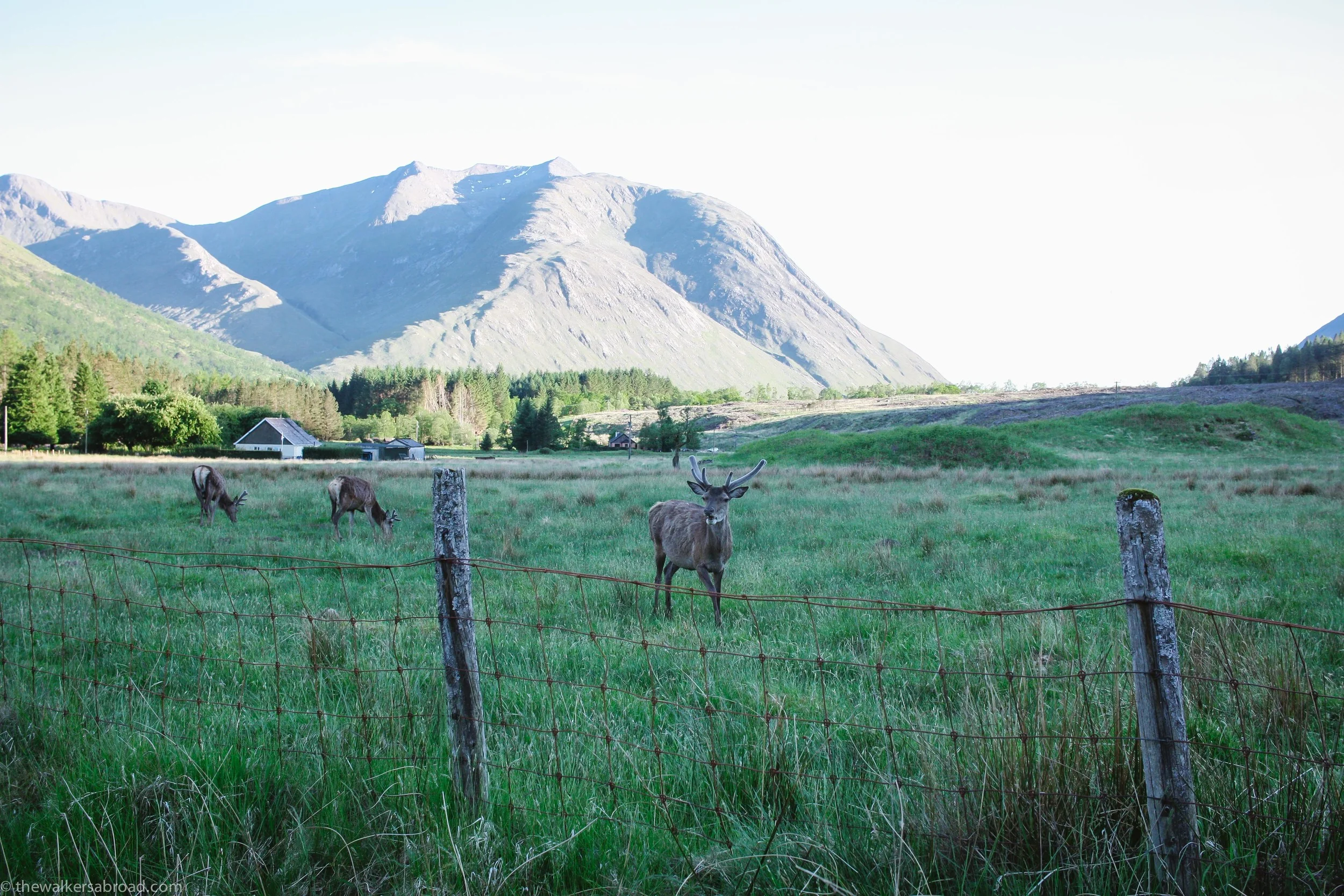 Um, yeah, so these deer were EVERYWHERE. We had one try to get into the car later on so apparently some have no fear of people. 
