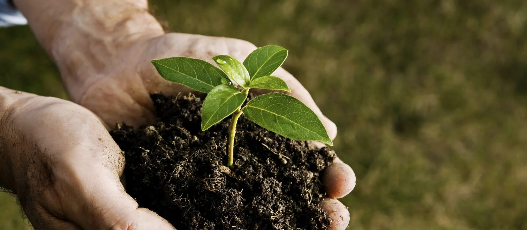 WV Project CommuniTree Planting with the Cacapon Institue followed by a hike at Craftworks.