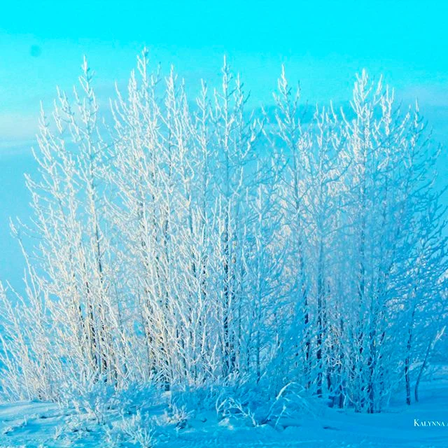 frosty+trees.jpg