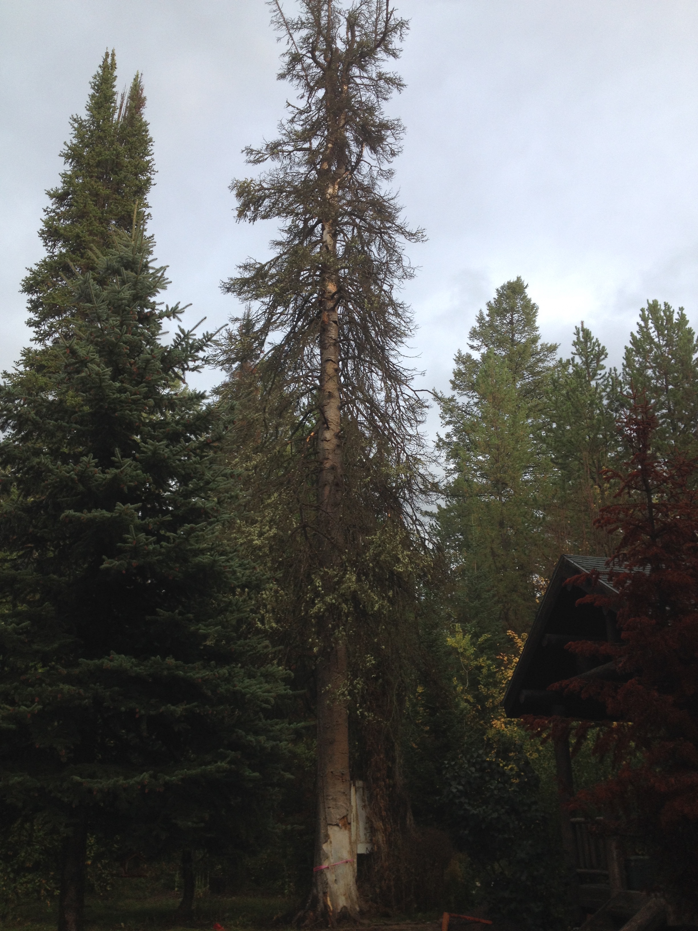 Mature Dead Subalpine Fir Near Home