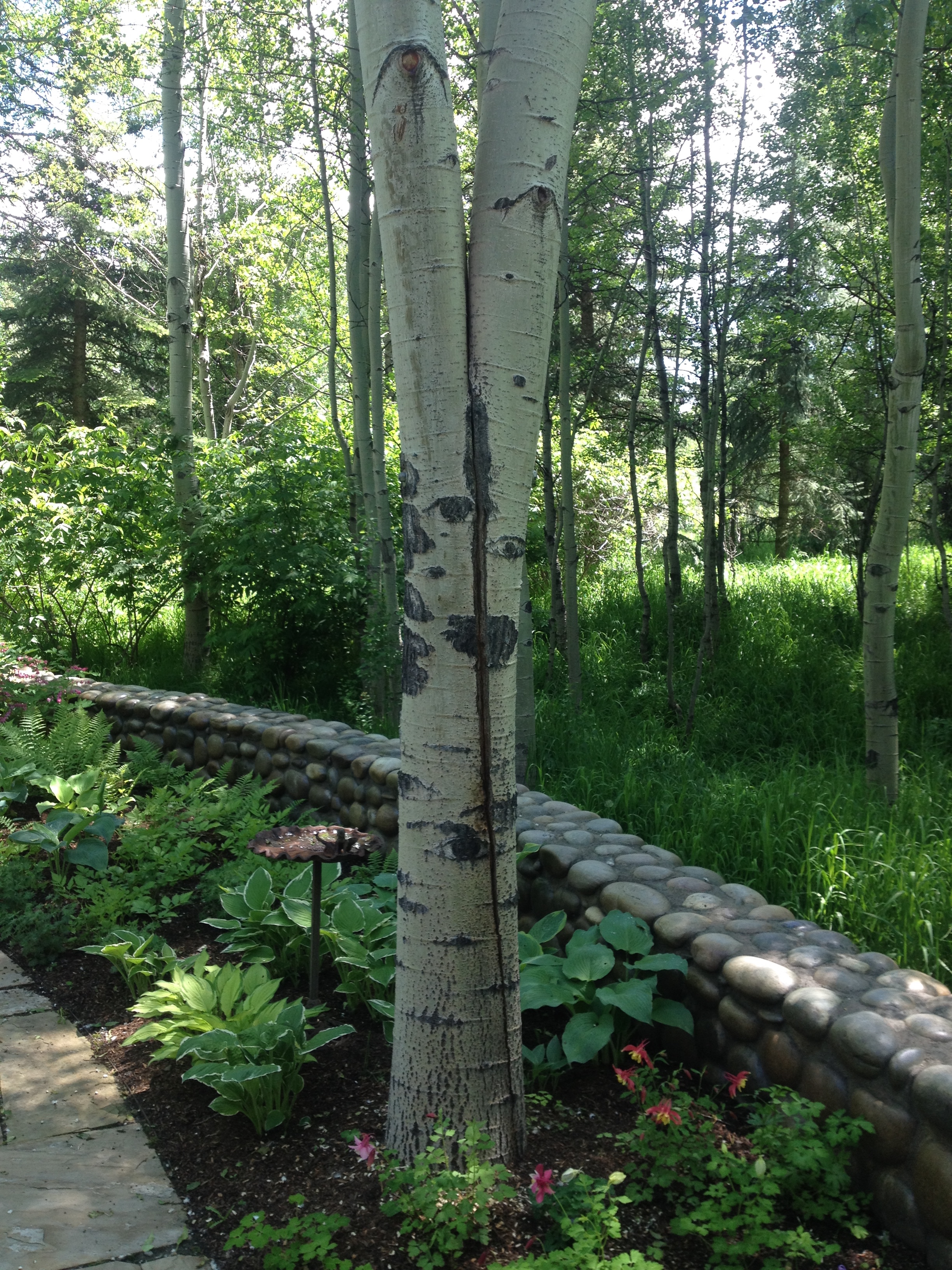 Codominant Aspen Stems