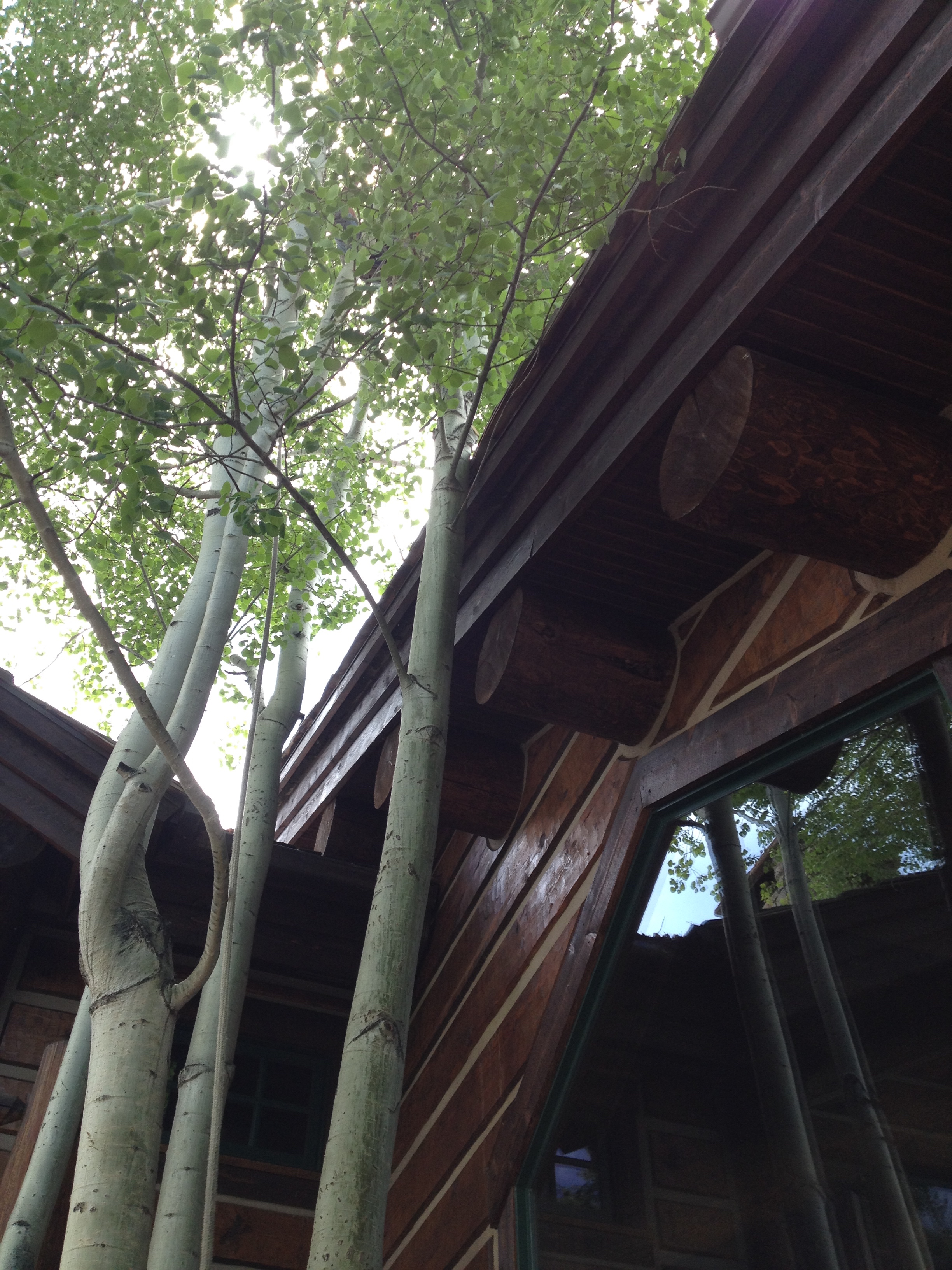 Contact Between Tree And Structure