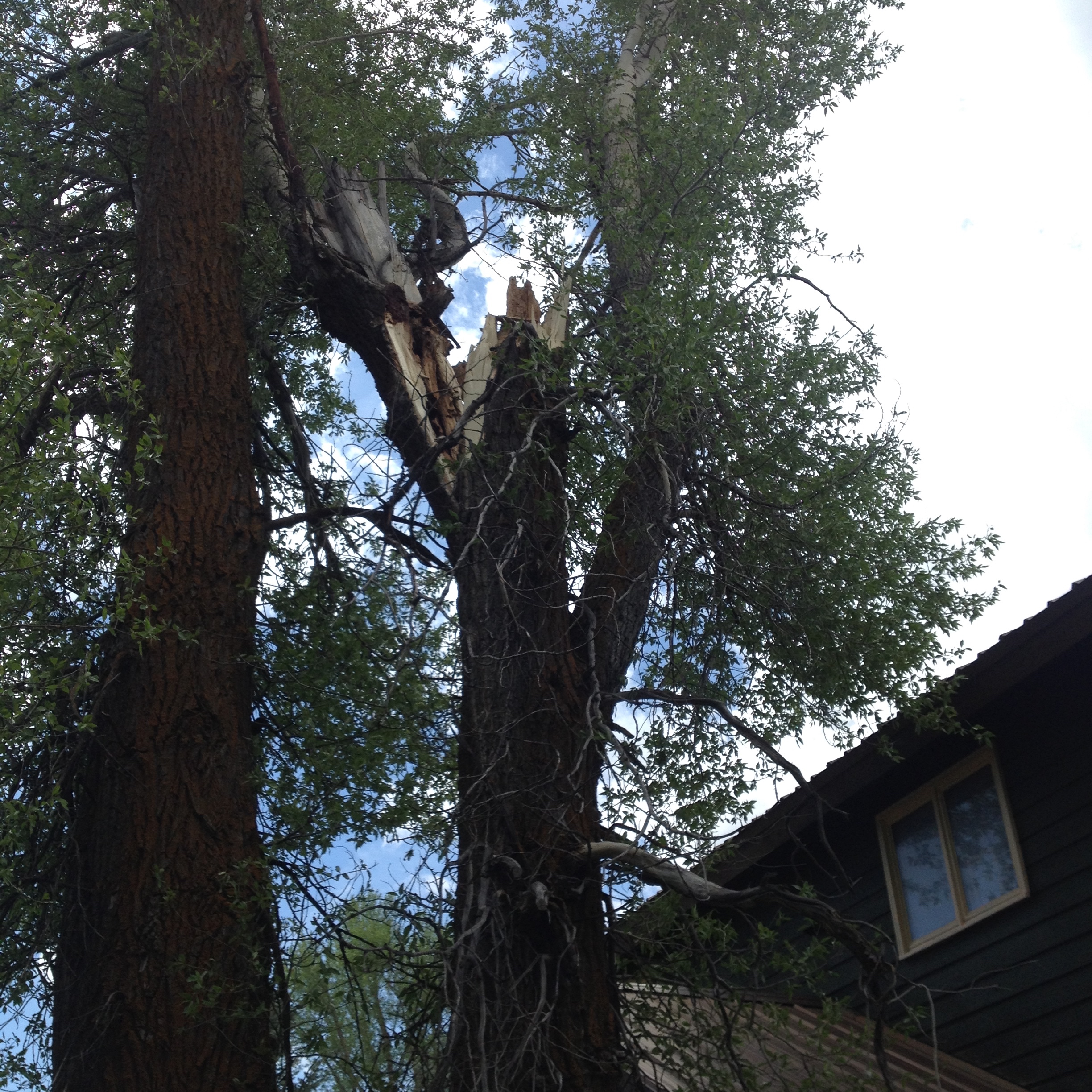 Large Cottonwood Stem Failure