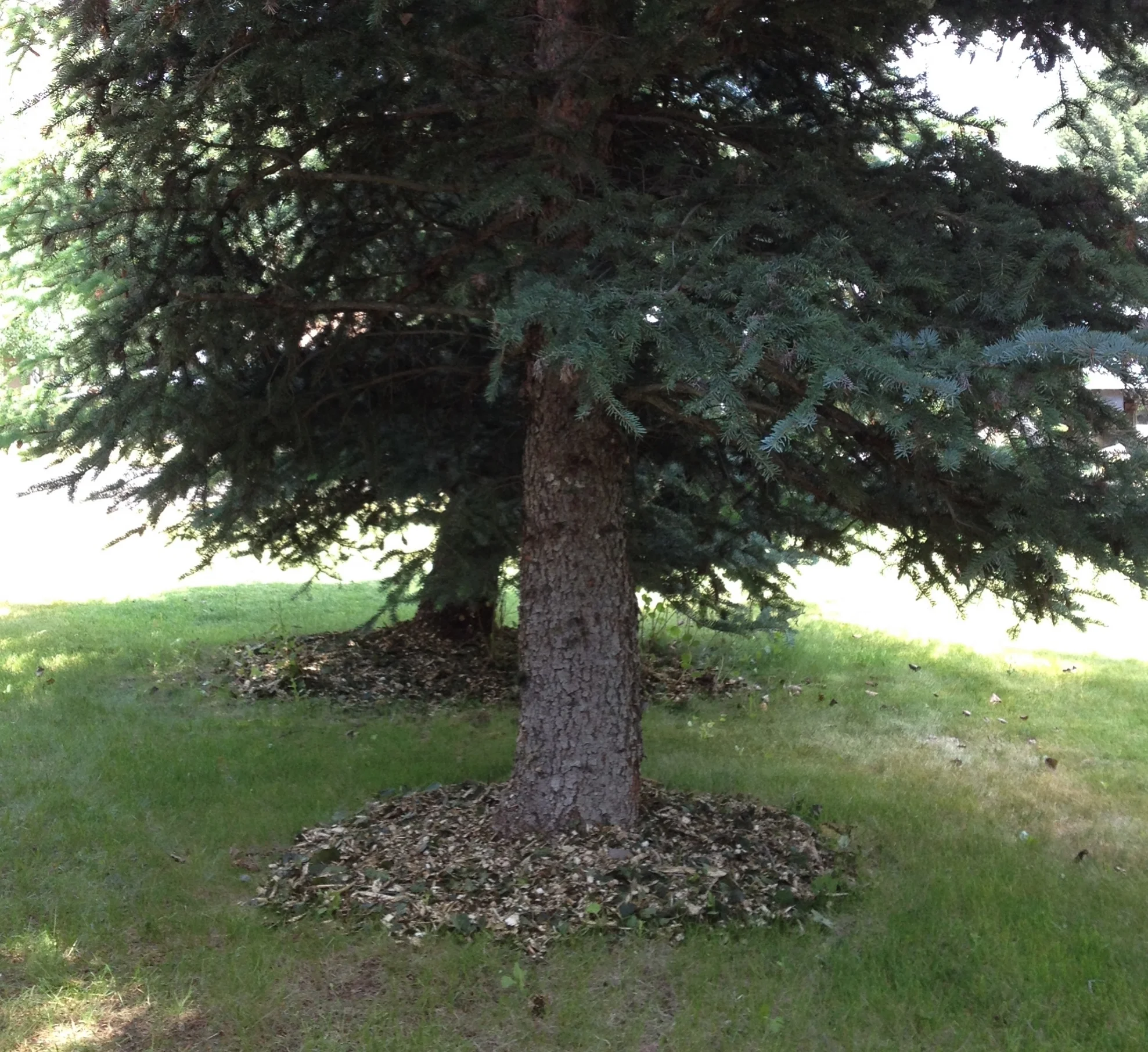 Fresh Wood Chips1.jpg